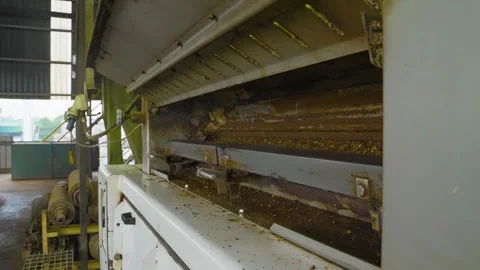 Close up of mill machine cracking kernel palm oil for refinery at factory, 스톡 동영상 252566487