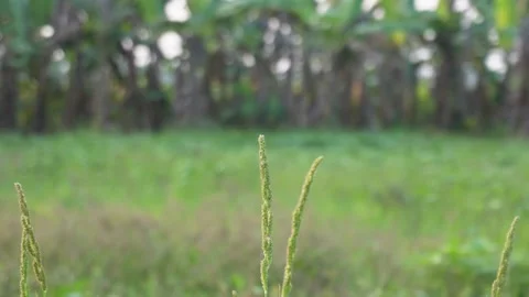 Close up of millet seed heads 스톡 동영상 329374923