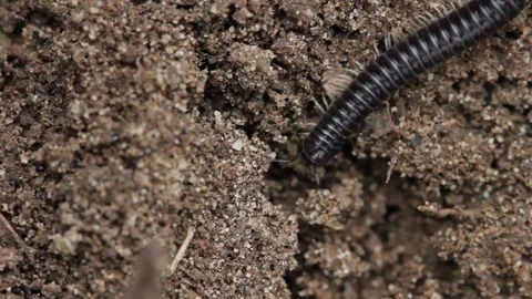 Close up of millipede 1 Stock Footage 71392930