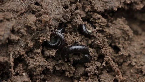 Close up of millipede 2 Stock Footage 71390806