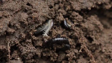 Close up of millipede 3 Stock Footage 71392015
