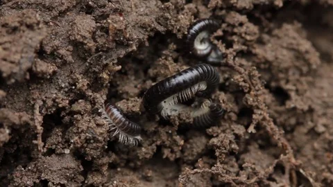 Close up of millipede 4 Stock-Footage 71391289