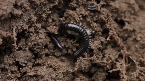Close up of millipede 5 Stock-Footage 71392257
