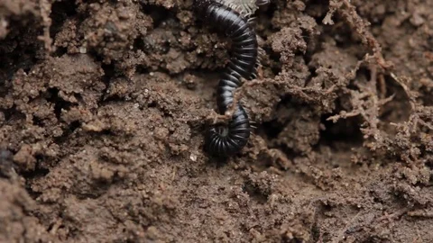 Close up of millipede 6 Stock Footage 71391887