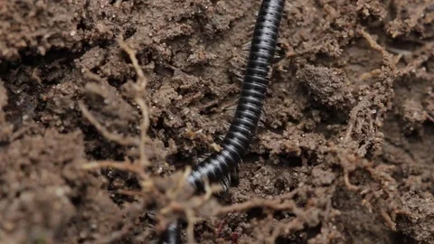 Close up of millipede 7 Stock Footage 71392385