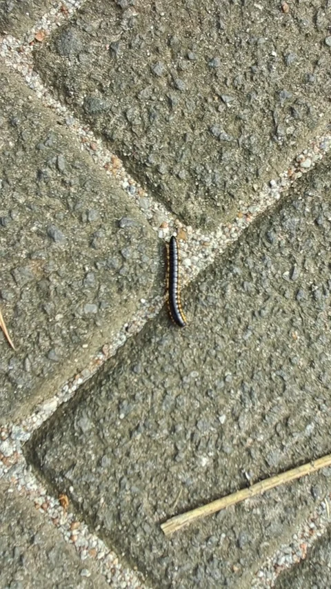 Close-up of Millipede on Brick Surface Stock Footage 331421893
