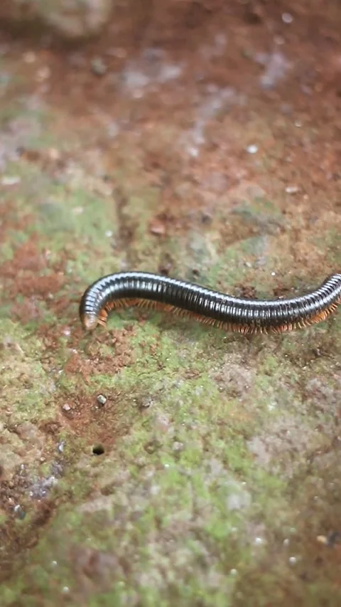 Close up millipede crawling on mossy ground macro wildlife insect detail Stock Footage 329679228