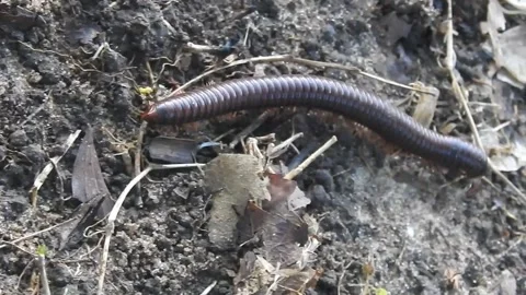 Close-Up of Millipede Crawling in the Wild Stock Footage 308472447