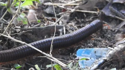 Close-Up of Millipede Crawling in the Wild Stock Footage 308472480