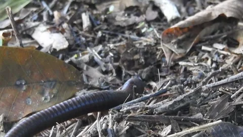 Close-Up of Millipede Crawling in the Wild Stock Footage 308472547