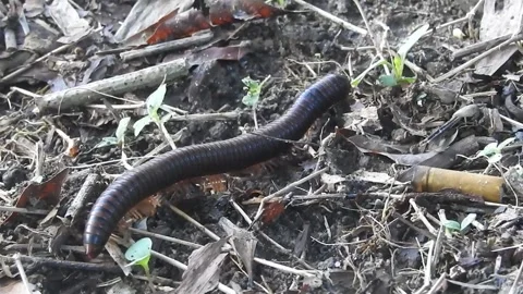 Close-Up of Millipede Crawling in the Wild Stock Footage 308472587