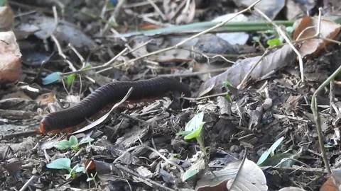 Close-Up of Millipede Crawling in the Wild Stock Footage 308472639