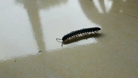 A close-up of a millipede crow caterpillar Stock Footage 212487759