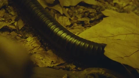 Close up of Millipede Stock Footage 135037384