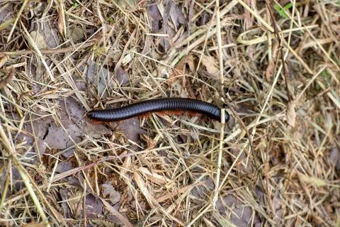 Close up a millipede on a forest floor Foto stock