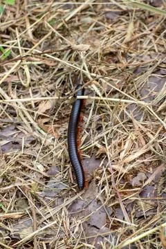 Close up a millipede on a forest floor Stock Photos