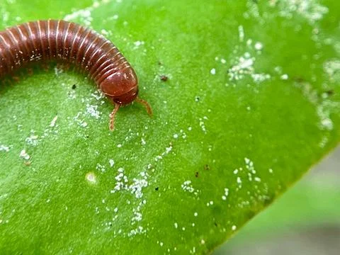 Close-up of a millipede on a green leaf (3) Stock Photos