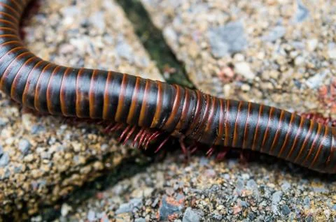 Close Up Millipede Stock Photos