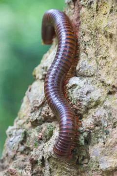 Close up of the millipede on tree Stock Photos