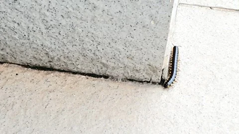 Close up : A millipede worm is crawling on the floor Stock Footage 279256413
