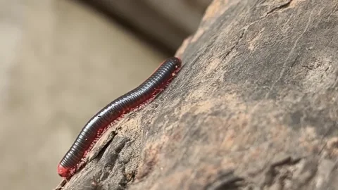 Close-up of Millipedes crawling at wood Vídeo Stock 301080896