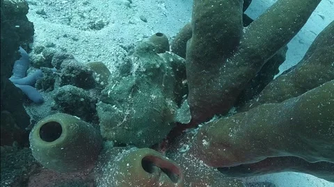 Close-up of a mimetic green frogfish 動画素材 314260118