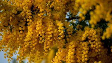 Close up, mimosa flower in a spring time. Stock Footage 334708423