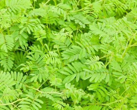 Close up, mimosa silk tree. Stock Photos