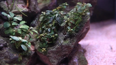 Close up of mini bucephalandra aquarium plants and neocaradina shrimp 库存影片 237212403