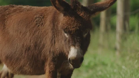 Close up of mini burro donkey with twitching ears in grassy field Stock Footage 321373173