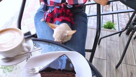 A close-up of a mini chihuahua sitting on the lap of its owner. The girl is sitt Stock Footage 159969340