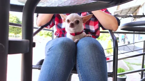 A close-up of a mini chihuahua sitting on the lap of its owner. The girl is sitt Video stock 159969370