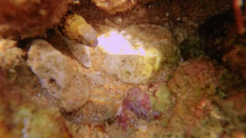 Close up to a mini eel hiding in the small cave cover with algae and grass only  Stock Footage 279143936