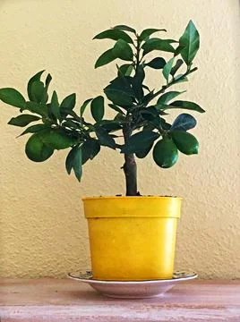 Close up of mini lemon tree in yellow pot with pale lemon background Stock Photos