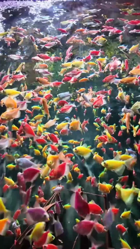 Close-Up of Mini Ornamental Fish in Aquarium Stock Footage 310179497