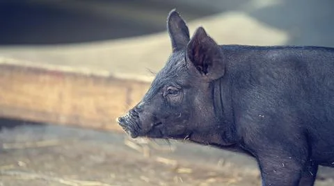 Close Up Of A Miniature Pig Stock Photos