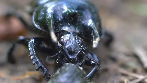 Close up of Minotaur Beetle eating its prey in garden during bright day 動画素材 172153388