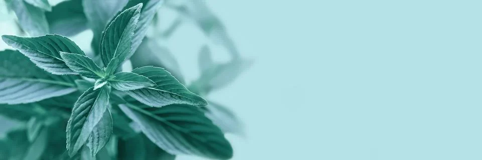 Close up mint on the blue background Stock Photos