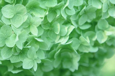 Close up of mint hydrangea flowers Stock Photos