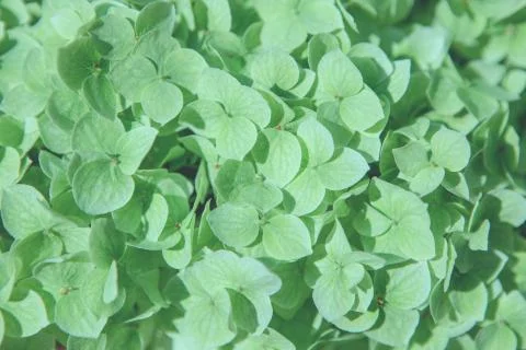 Close up of mint hydrangea flowers Stock Photos