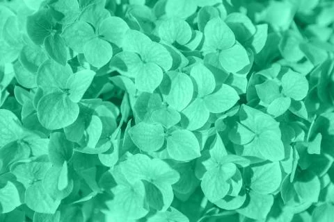 Close up of mint hydrangea flowers Foto stock