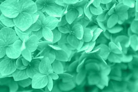 Close up of mint hydrangea flowers Stock Photos