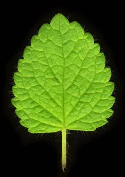 Close up of mint leaf Stock Photos