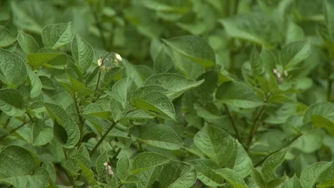 Close up of mint leaves in a field Stock Footage 118981882