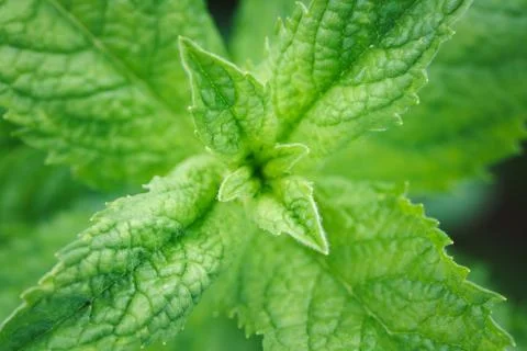 Close-up of mint leaves Stock Photos