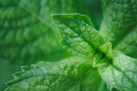 Close-up of mint leaves Stock Photos