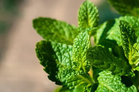 Close up of mint leaves Stock Photos