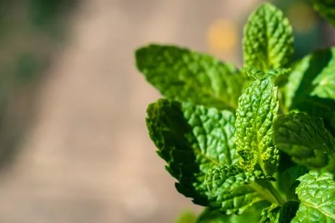 Close up of mint leaves Foto stock