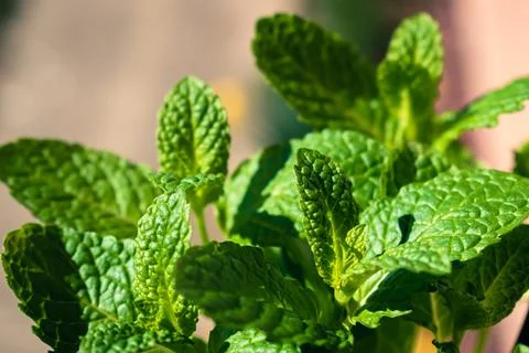 Close up of mint leaves Foto stock