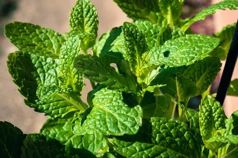 Close up of mint leaves Stock Photos